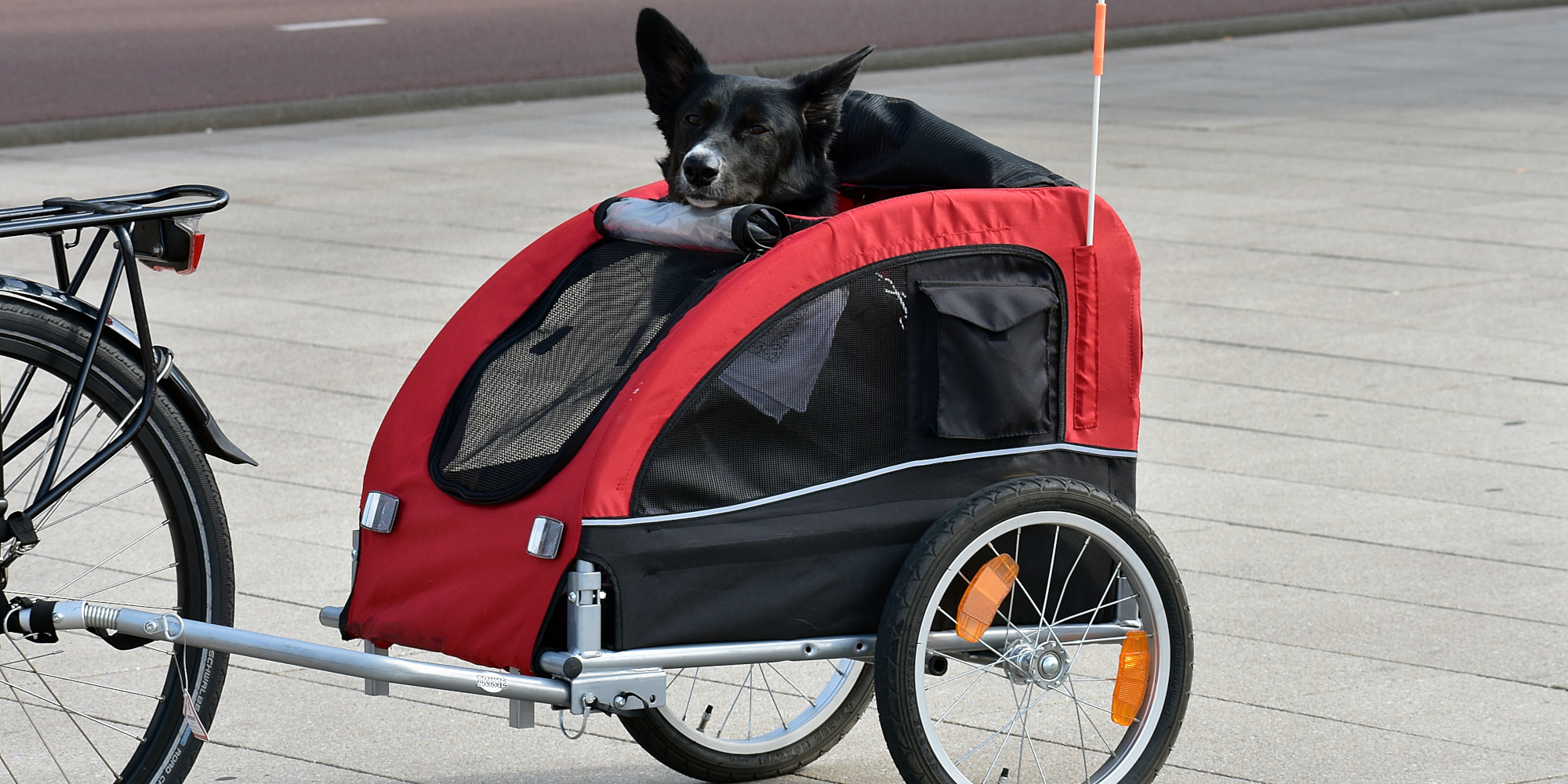 Ein Hund sitzt entspannt in einem roten Fahrradanhänger auf einem Gehweg.