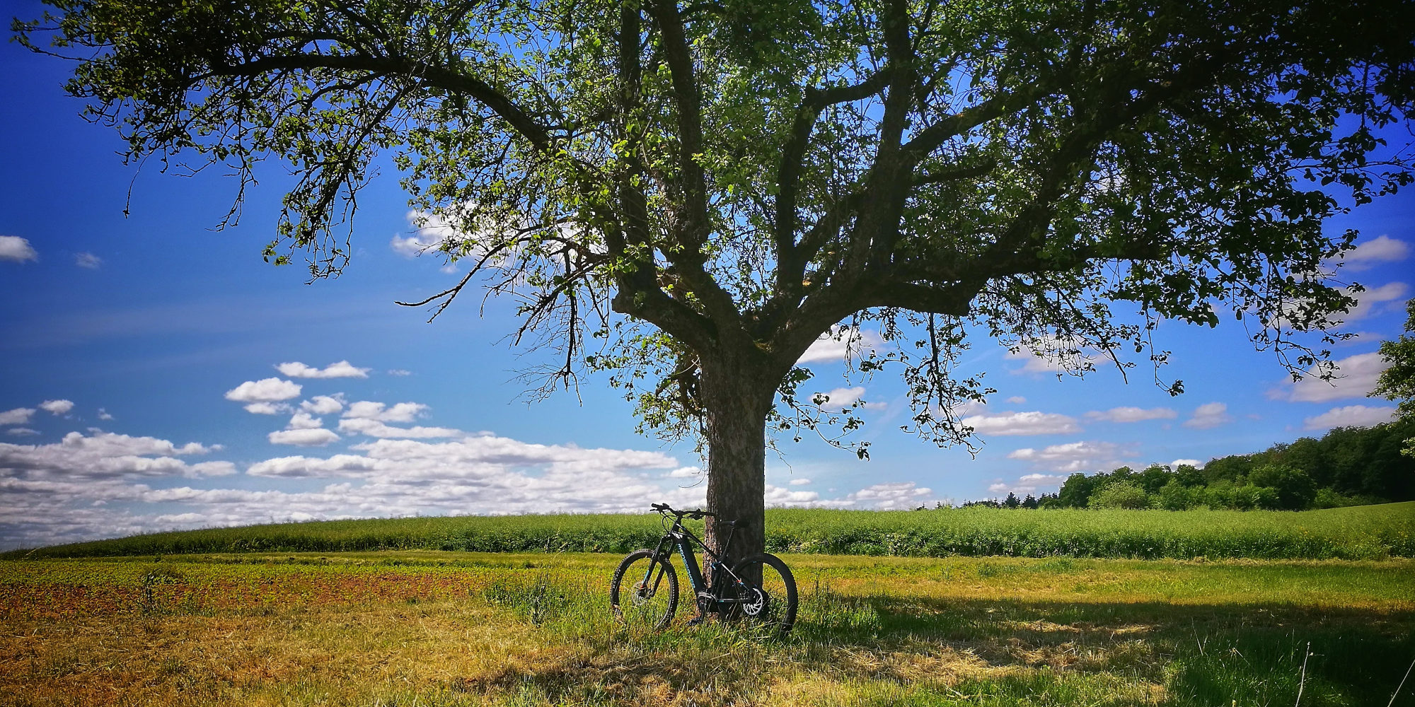 Alle Grundig E-Bikes vorgestellt E-Bike lehnt an einem Baum