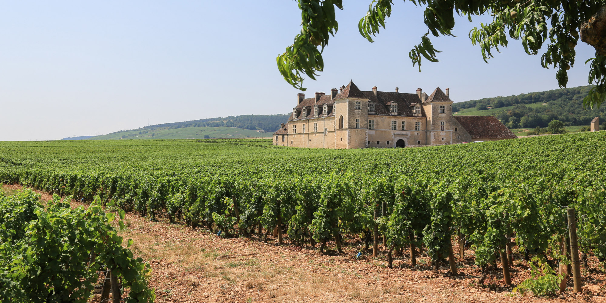 Weinbaugebiet Burgund mit Weinbergen und dem Schloss Clos de Vougeot Weinbaugebiet Burgund: Weinberge und das berühmte Schloss Clos de Vougeot