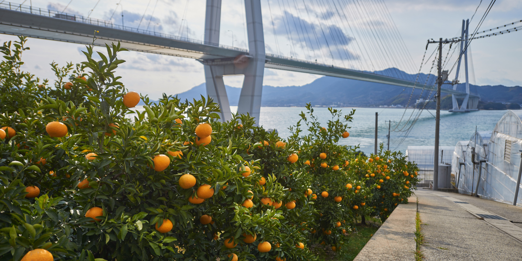 Mandarinenbäume mit Früchten, Brücke und Berglandschaft im Hintergrund.