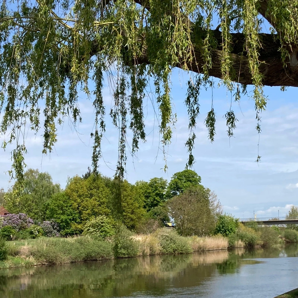 Ein Fluss mit Weidenbäumen und üppigem Grün unter blauem Himmel.