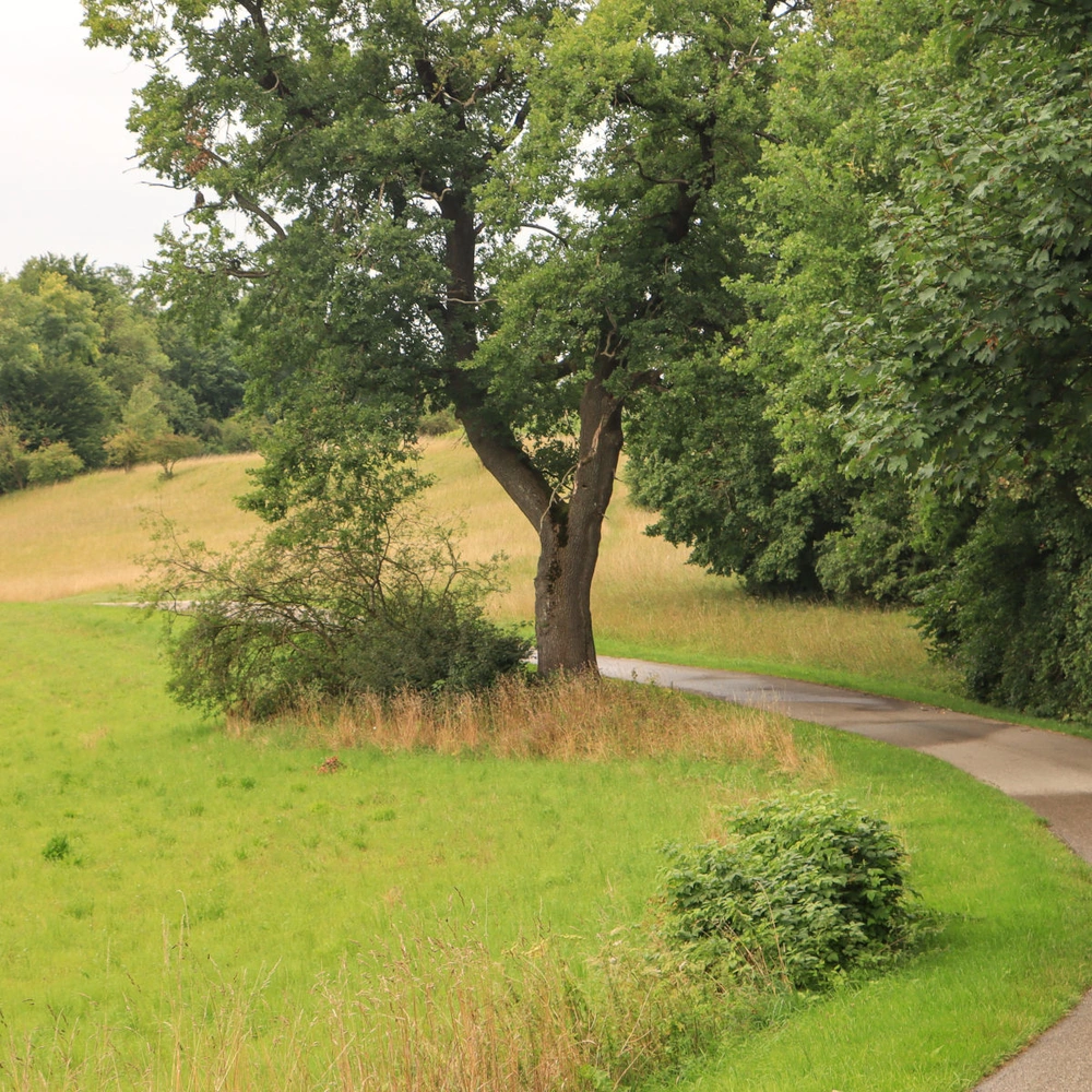 Ein geschwungener Weg durch eine grüne Landschaft mit Bäumen und Wiese.
