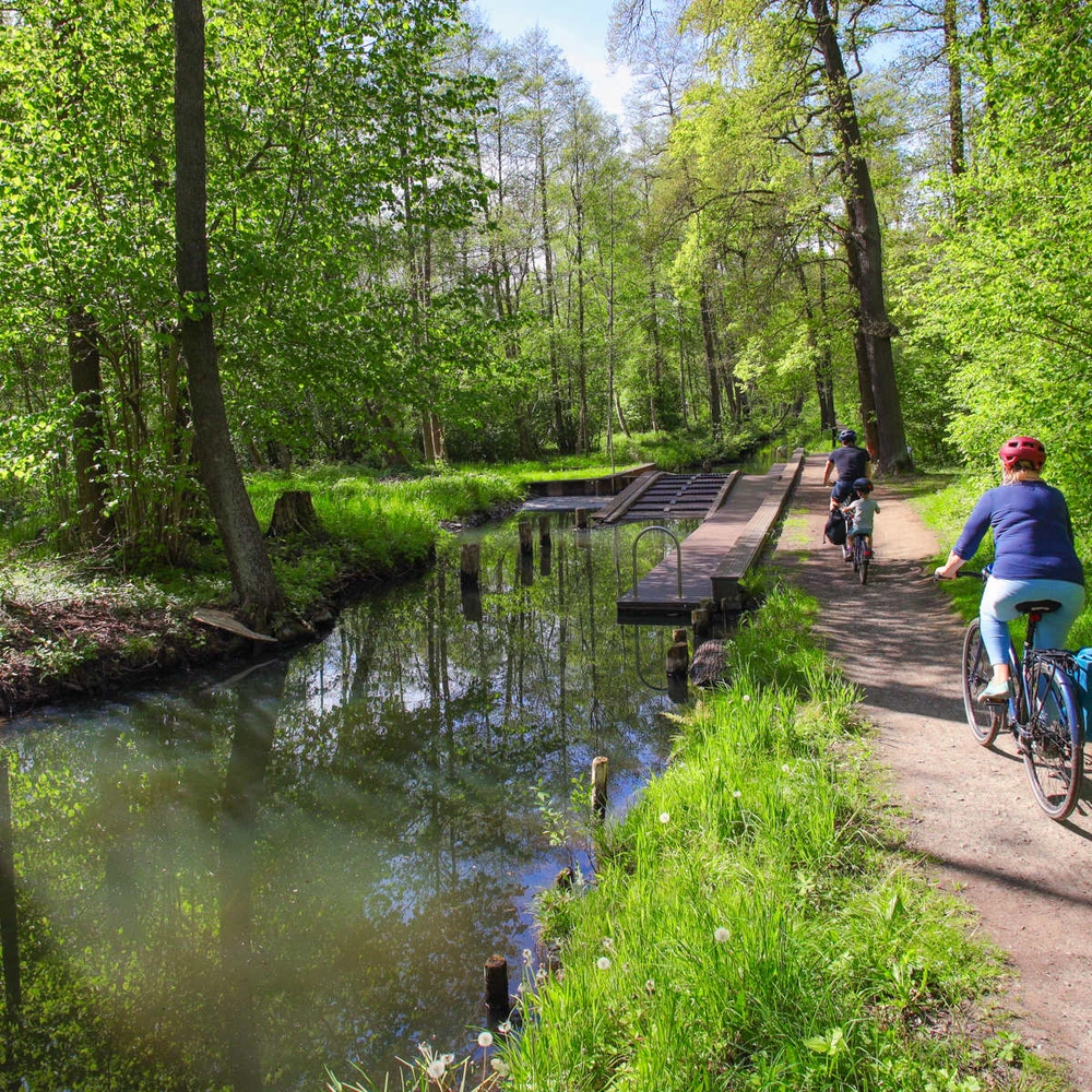 Entdecke die schönsten Radwege in Brandenburg Radelnde fahren auf einem Radweg durch den Spreewald in Brandenburg