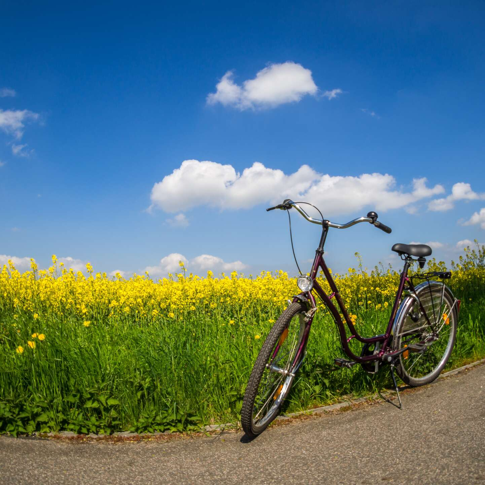 Die Rücktrittbremse Ein Fahrrad steht vor einem Blumenfeld.