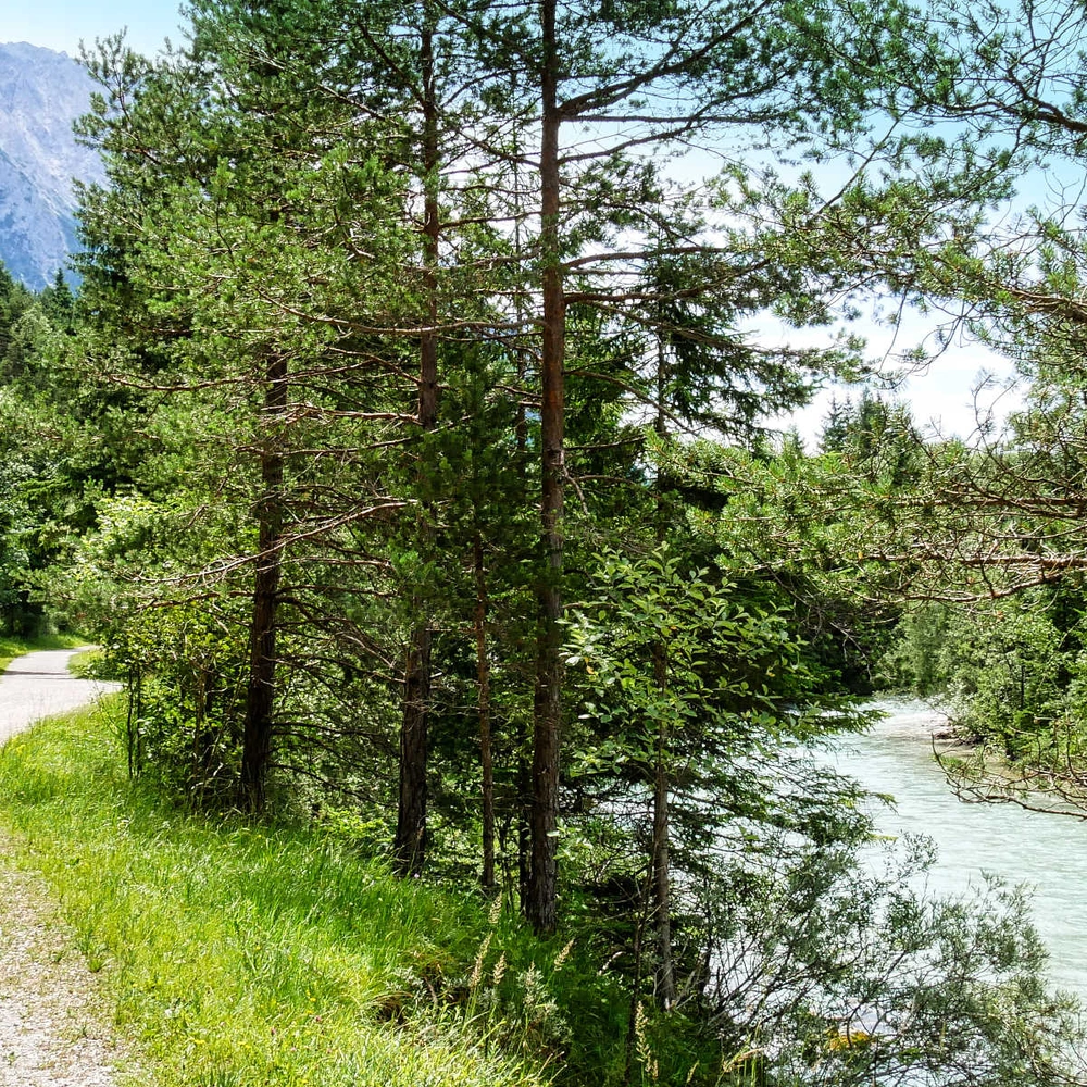 Radfahrer auf einem Schotterweg neben einem klaren Fluss, umgeben von Bäumen und Bergen.
