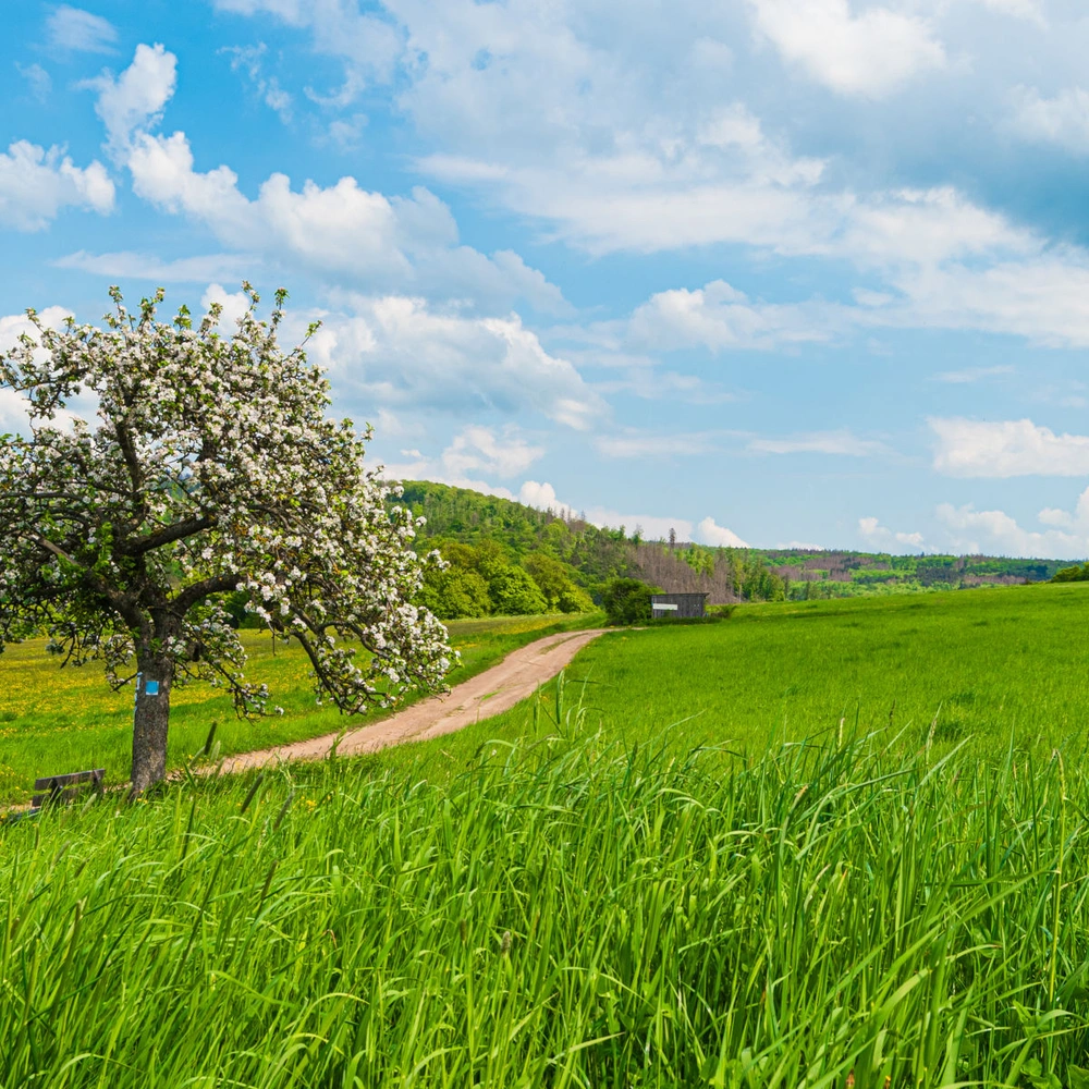 Entdecke die schönsten Radtouren Sommer im Taunus mit Wiese, Obstbaum und Wanderweg