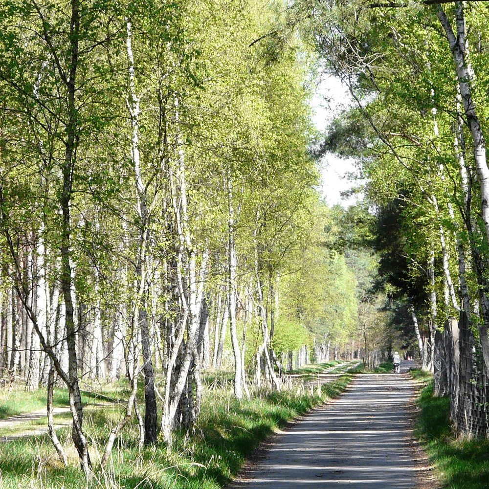 Schmaler Weg, umgeben von grünen Bäumen und hellen Birken.