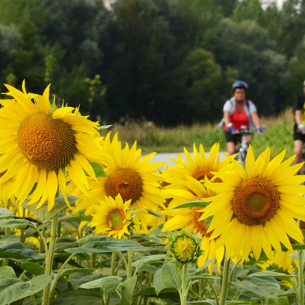 Natur pur erleben auf den schönsten Radwegen der schwäbischen Alb Im Vordergrund sind viele Sonnenblumen eines Sonnenblumenfeldes zu sehen. Hinter dem Feld führt ein Radweg entlag auf dem zwei Radfahrer zu sehen sind. Auf der anderen Seite des Radweges sind Bäume.
