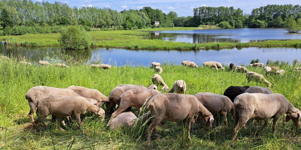 Schafherde an der Emsquelle 