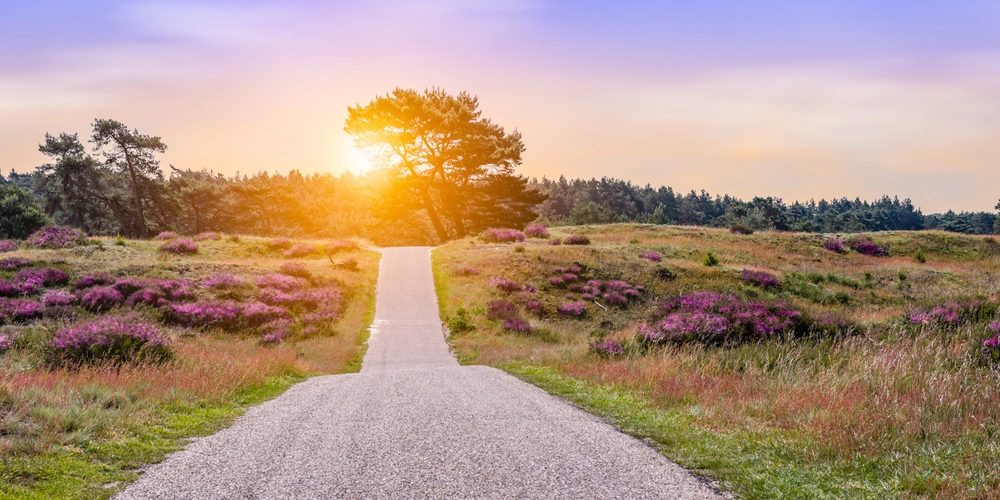 Ein Kiesweg führt durch eine blühende Landschaft mit einem Sonnenuntergang im Hintergrund.