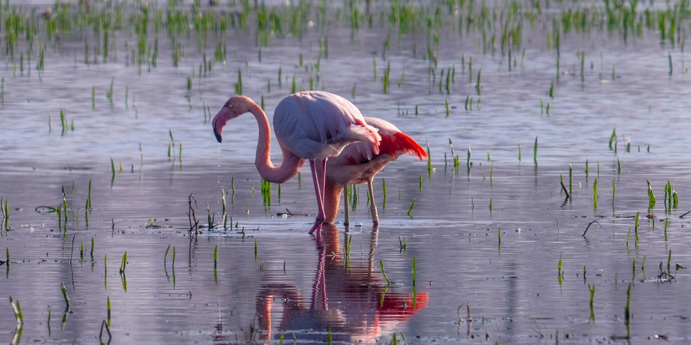 Zwei Flamingos stehen im seichten Wasser und spiegeln sich darin, umgeben von grünen Pflanzen.
