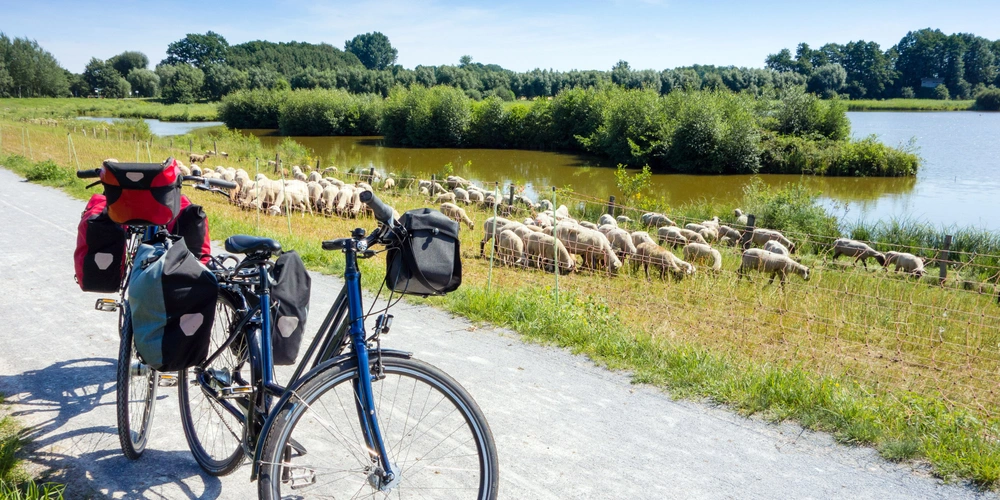 EmsRadweg beim Steinhorster Becken Fahrrad mit Gepäck und Schafe auf dem EmsRadweg beim Steinhorster Becken