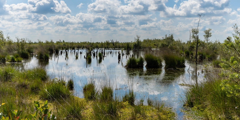 Moorlandschaft im Oldenburger Münsterland Moorlandschaft im Oldenburger Münsterland