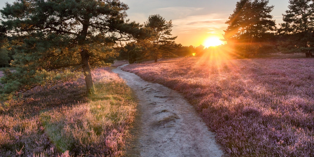 Sonnenuntergang über einem Pfad in der Lüneburger Heide