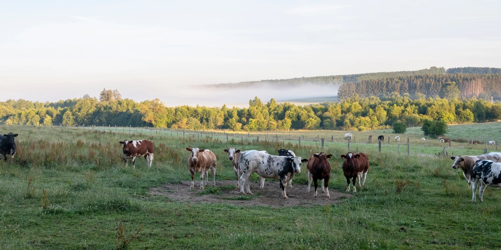 Sankt Vith Bunte Kühe stehen auf einer grünen Wiese mit hügeliger Landschaft im Hintergrund.