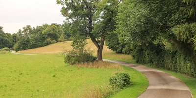Ammer-Amper-Radweg – alle Etappen & Highlights Ein geschwungener Weg durch eine grüne Landschaft mit Bäumen und Wiese.