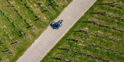 Ein Radfahrer auf einem Weg durch Weinreben.