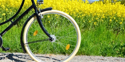 Fahrrad steht vor einem Blumenfeld