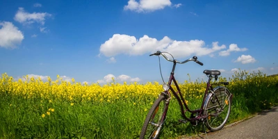 Ein Fahrrad steht vor einem Blumenfeld.
