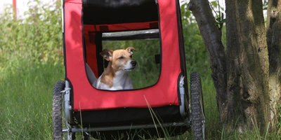 Ein Hund sitzt in einem roten Hundeanhänger, umgeben von Gras und Bäumen.