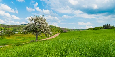 Sommer im Taunus mit Wiese, Obstbaum und Wanderweg 