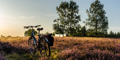 Entdecke Radwege in der Lüneburger Heide Fahrrad in einer blühenden Heide mit Bäumen im Hintergrund bei Sonnenaufgang.