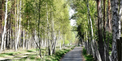 Schmaler Weg, umgeben von grünen Bäumen und hellen Birken.
